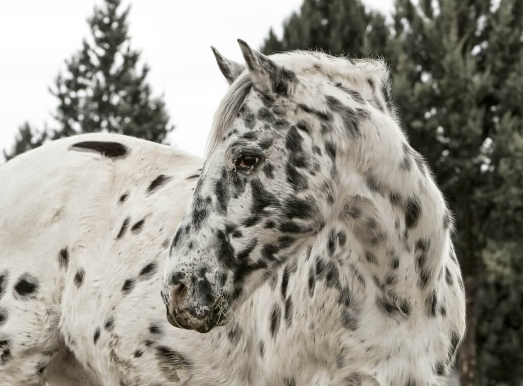 Appaloosa Race Horse